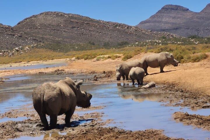 Sunset Safari at Aquila Game Reserve: Big Five Evening Game Drive from Cape Town photo 3