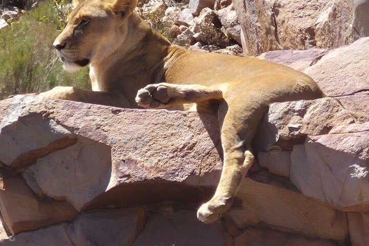 Sunset Safari at Aquila Game Reserve: Big Five Evening Game Drive from Cape Town photo 4