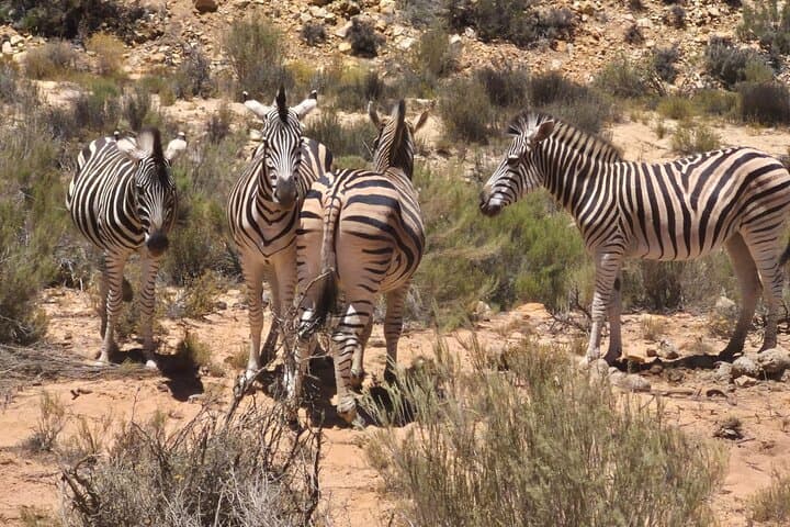 Sunset Safari at Aquila Game Reserve: Big Five Evening Game Drive from Cape Town photo 5