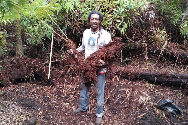 Hands-On Hapuu Fern Cultivation and Citrus Tea in Hawaii's Rainforest photo 3