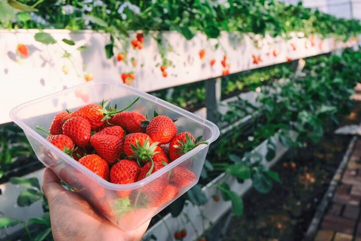 Seoul to Eobi: Strawberry Picking, Nami Lunch & Snow Sledding Day Tour photo 3