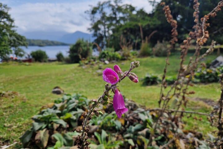 Innisfallen Island Boat Tour: History and Scenery of Killarney National Park photo 5