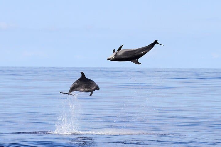 Dolphin Watching and Snorkeling from Olbia — Figarolo & Capo Figari Boat Tour photo 3