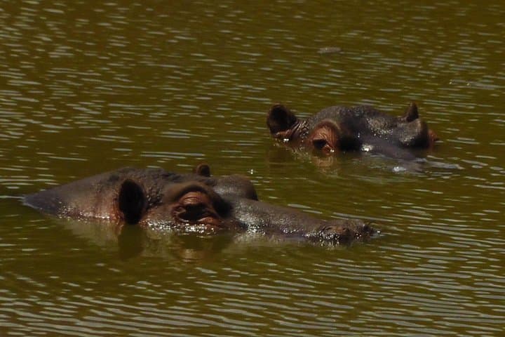 Schotia Private Game Reserve — Half-Day 4x4 Safari from Port Elizabeth photo 3