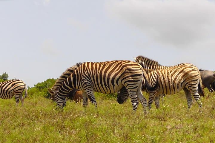 Schotia Private Game Reserve — Half-Day 4x4 Safari from Port Elizabeth photo 4