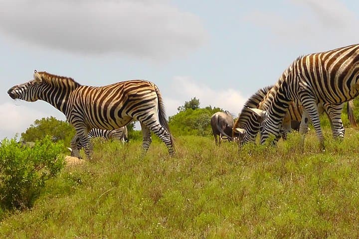 Schotia Private Game Reserve — Half-Day 4x4 Safari from Port Elizabeth photo 2
