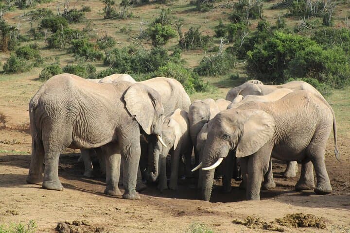 Full-Day Addo Elephant Safari: All-Inclusive Wildlife Drive from Gqeberha
