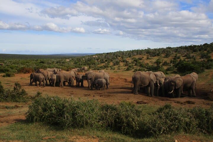 Full-Day Addo Elephant Safari: All-Inclusive Wildlife Drive from Gqeberha photo 2