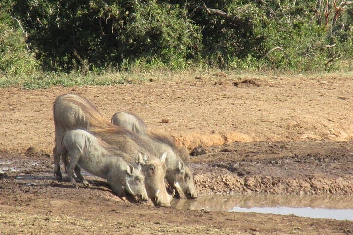 Full-Day Addo Elephant Safari: All-Inclusive Wildlife Drive from Gqeberha photo 3