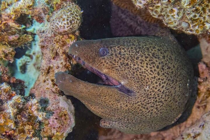Hurghada VIP Full-Day Scuba: Explore Red Sea Reefs & Wrecks photo 4