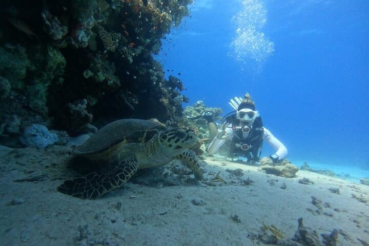 VIP Full-Day Scuba Intro in Hurghada: Two Dives, Lunch & Red Sea Reefs photo 1