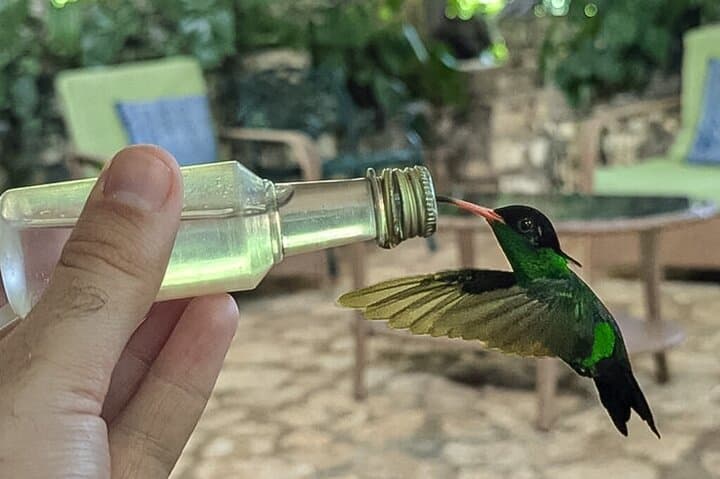 Hand-Feed Hummingbirds at Rocklands Bird Sanctuary — Montego Bay Day Trip