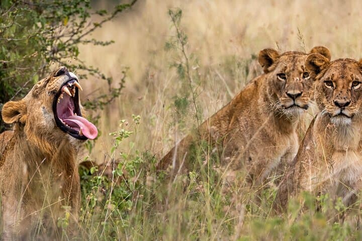 Exploring Nairobi National Park and Giraffe Centre: A Wildlife Adventure Near Nairobi