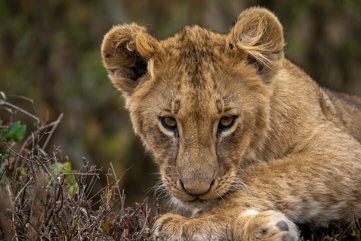 Exploring Nairobi National Park and Giraffe Centre: A Wildlife Adventure Near Nairobi photo 4