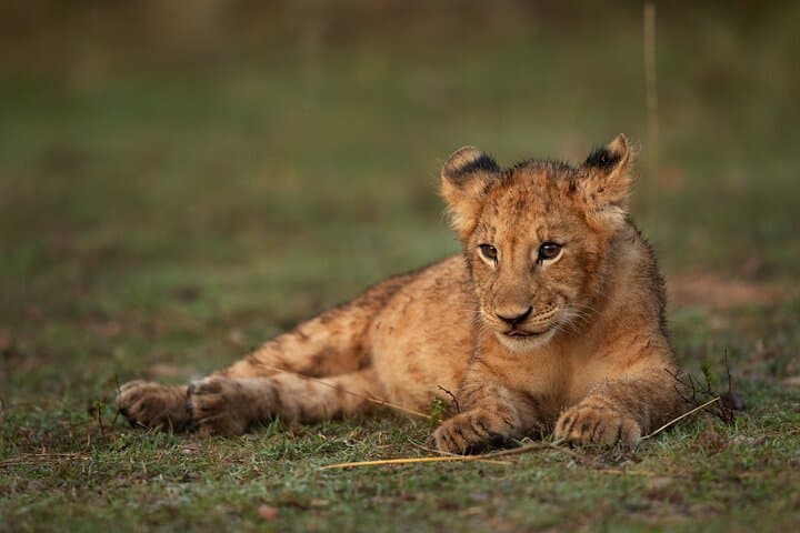 Exploring Nairobi National Park and Giraffe Centre: A Wildlife Adventure Near Nairobi photo 5