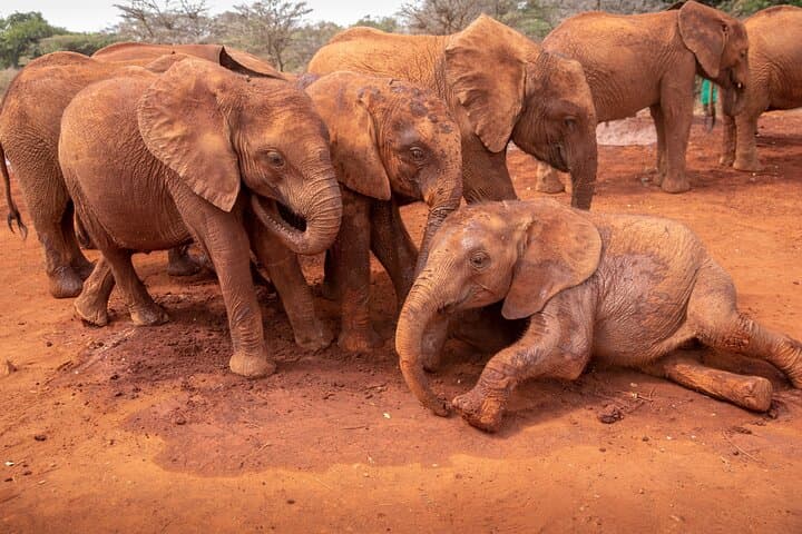 Exploring Nairobi National Park and Giraffe Centre: A Wildlife Adventure Near Nairobi photo 6