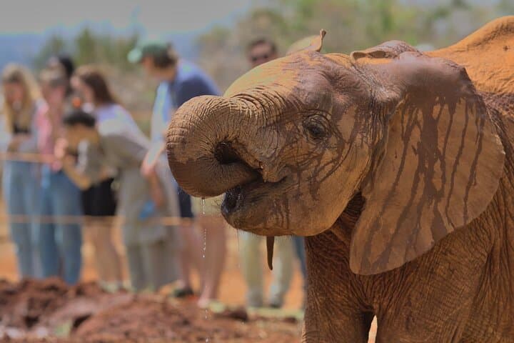 Exploring Nairobi National Park and Giraffe Centre: A Wildlife Adventure Near Nairobi photo 2
