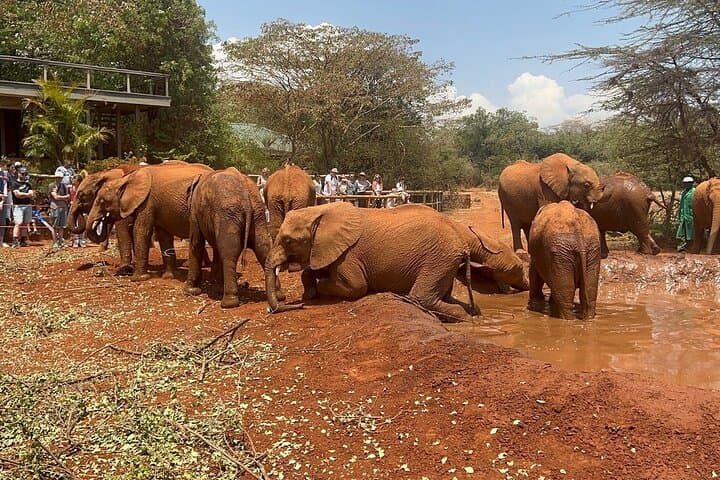 Nairobi National Park and Giraffe Centre: Morning Safari, Elephant Orphanage & Conservation Experience photo 2