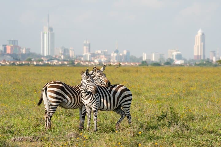 Nairobi National Park and Giraffe Centre: Morning Safari, Elephant Orphanage & Conservation Experience photo 4