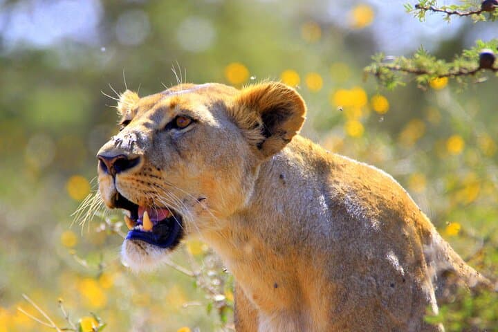 Nairobi National Park and Giraffe Centre: Morning Safari, Elephant Orphanage & Conservation Experience
