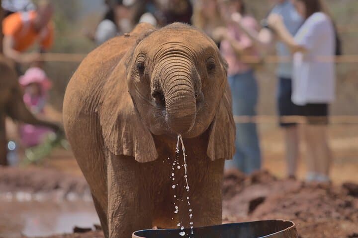 Nairobi National Park and Giraffe Centre: Morning Safari, Elephant Orphanage & Conservation Experience photo 5