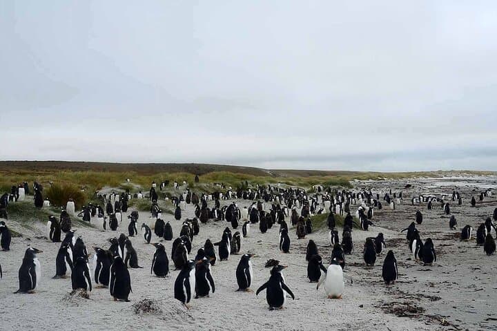Bertha's Beach Gentoo Penguin Minibus Tour from Stanley