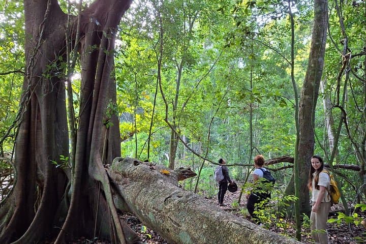 Calakmul Expedition: Jungle Trek & Mayan Ruins from Bacalar or Chetumal photo 2