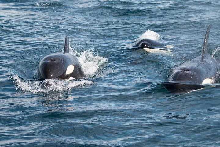 Private Ocean Safari in La Ventana — Sea of Cortez Marine Wildlife & Snorkel Tour