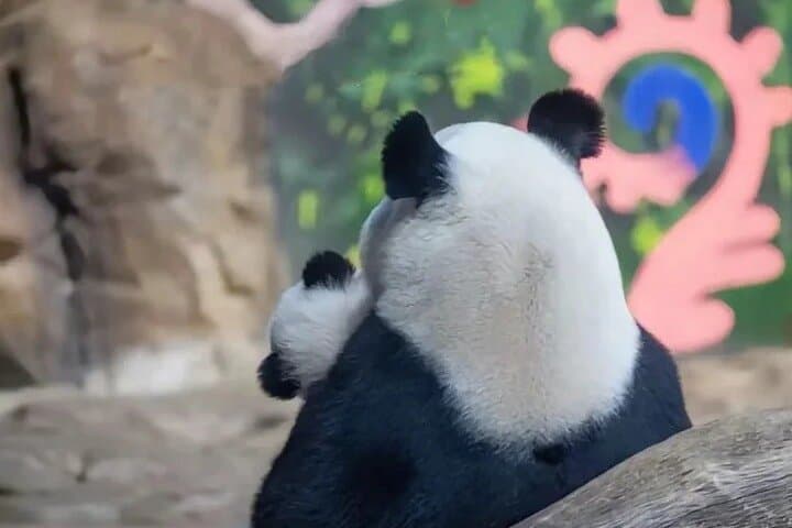 Chengdu 5-Day Adventure: Pandas, Culture & Ancient Sites photo 3