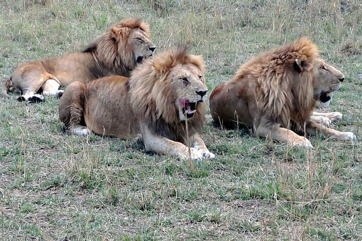 3-Day Maasai Mara Safari: Big Five, Mara River Crossings and Eco-Camp Stay photo 5