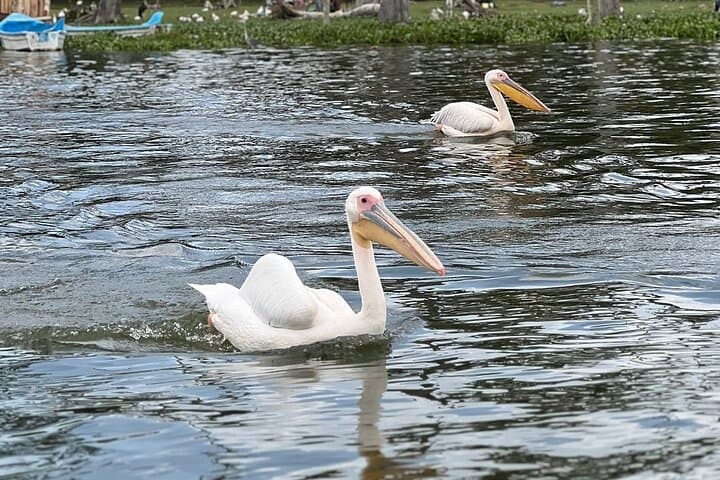 Mt Longonot & Hell's Gate Overnight: Hike the Crater, Bike the Rift, Boat Lake Naivasha photo 5