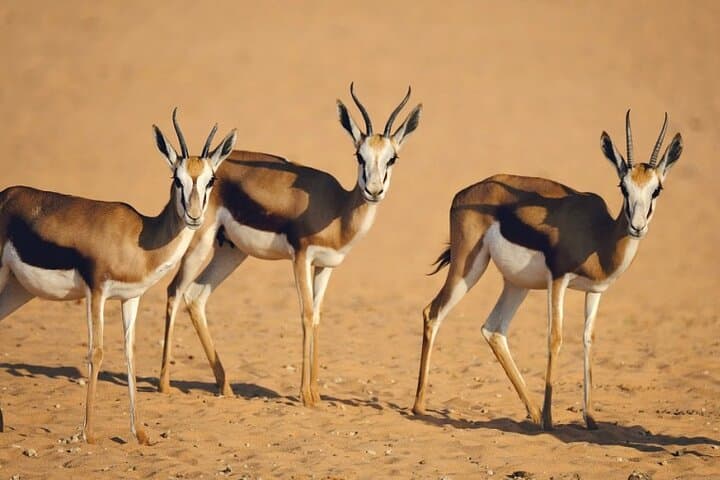 Open-Top Safari at Nofa Wildlife Park near Riyadh: What to Expect & Practical Tips photo 3
