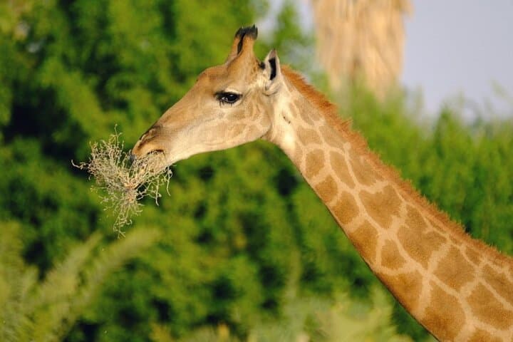 Open-Top Safari at Nofa Wildlife Park near Riyadh: What to Expect & Practical Tips photo 2