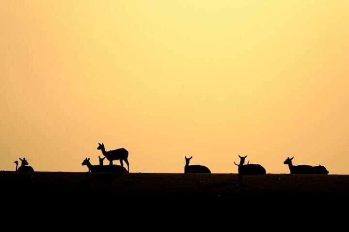 Open-Top Safari at Nofa Wildlife Park near Riyadh: What to Expect & Practical Tips photo 5