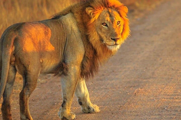 Aquila Private Game Reserve Full-Day Big 5 Safari from Cape Town photo 1