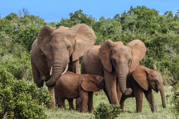Aquila Private Game Reserve Full-Day Big 5 Safari from Cape Town photo 2