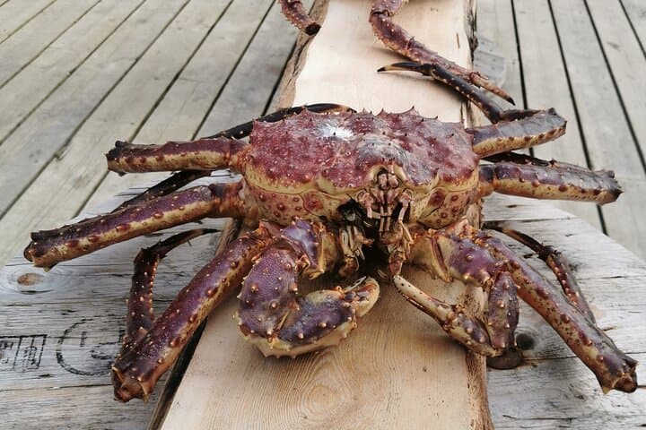 King Crab & Alta UNESCO Sites: Fjord Wildlife, Rock Art & Museum Tour