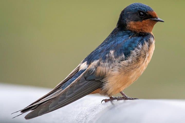 North Coast Birdwatching Jeep Tour — Mindelo Ornithological Reserve & Vila do Conde from Porto photo 1