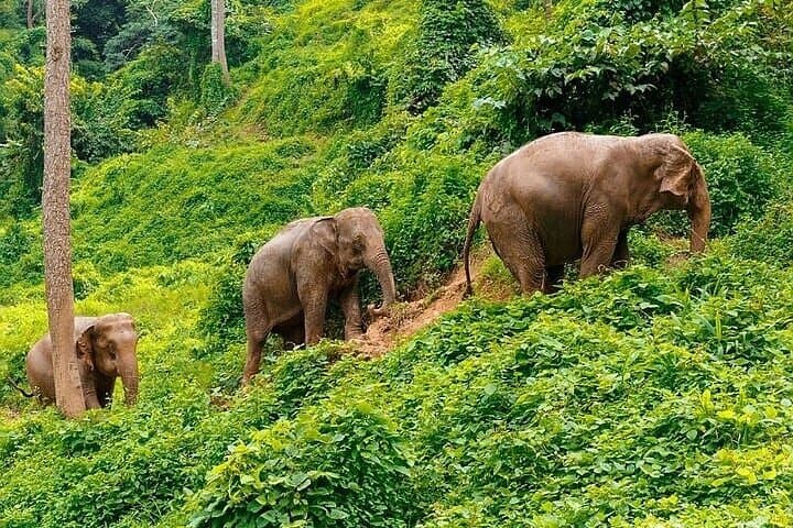 Krabi Immersive Elephant Sanctuary Experience: Half-Day Ethical Encounter Near Krabi photo 2