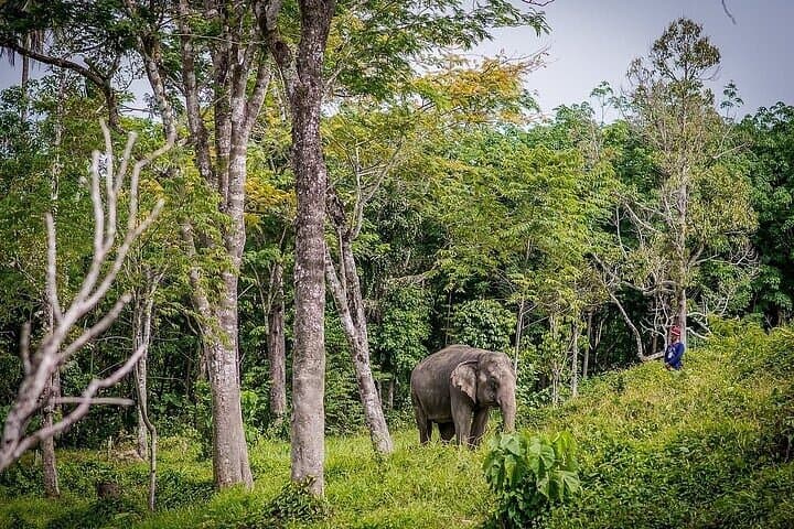 Krabi Immersive Elephant Sanctuary Experience: Half-Day Ethical Encounter Near Krabi photo 3
