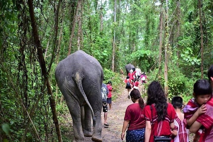 Krabi Immersive Elephant Sanctuary Experience: Half-Day Ethical Encounter Near Krabi photo 5