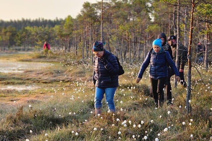 Bog-Shoe Walk from Riga: Explore Kemeri's Great Bog on Foot