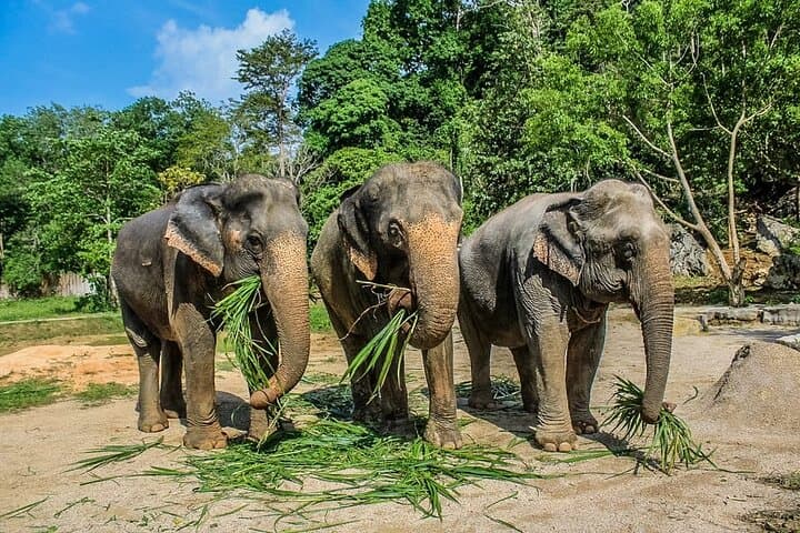 Krabi Immersive Elephant Sanctuary Experience: Half-Day Ethical Encounter Near Krabi photo 6