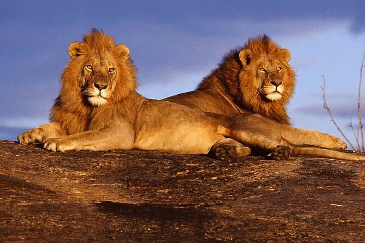 7-Day Sopa Lodges Safari: Amboseli, Lake Naivasha, Nakuru & Masai Mara