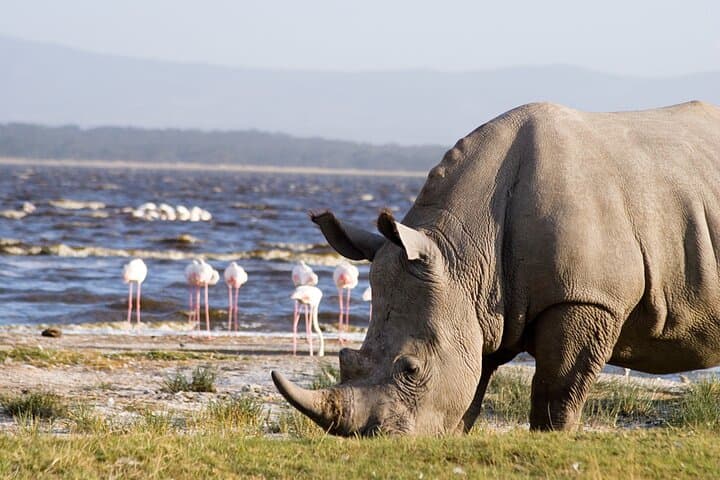 7-Day Sopa Lodges Safari: Amboseli, Lake Naivasha, Nakuru & Masai Mara photo 2