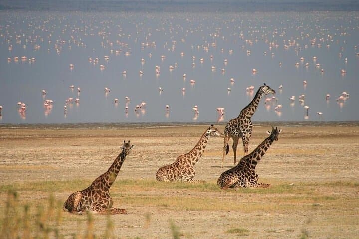 7-Day Sopa Lodges Safari: Amboseli, Lake Naivasha, Nakuru & Masai Mara photo 3