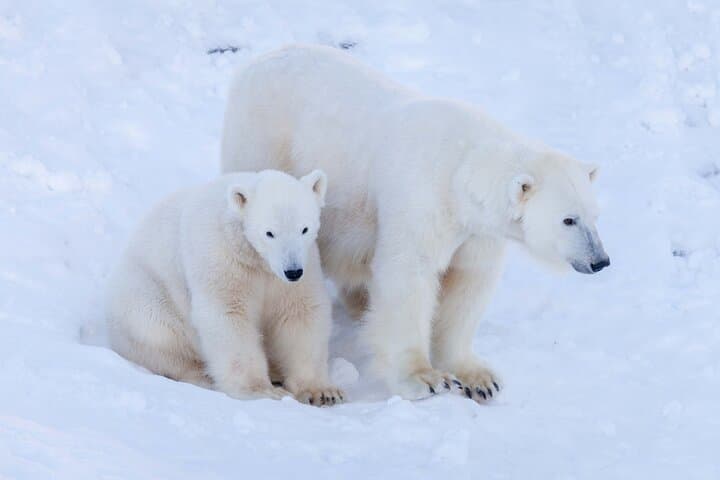 Ranua Wildlife Park Photography Tour: Arctic Animal Photo Safari from Rovaniemi