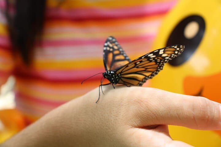 Barton Creek Cave & Butterfly Farm: Canoe the Ancient Mayan Waterway Near San Ignacio photo 5