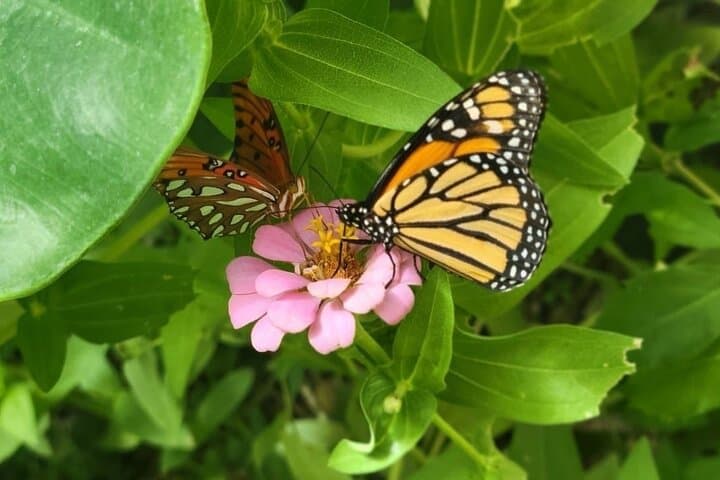 Barton Creek Cave & Butterfly Farm: Canoe the Ancient Mayan Waterway Near San Ignacio photo 6