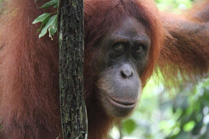 2-Day Bukit Lawang Orangutan Jungle Trek from Medan photo 2